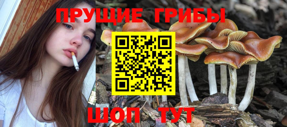 Псилоцибиновые грибы MAGIC MUSHROOMS  Псилоцибиновые грибы мицелий  Камень-на-Оби 